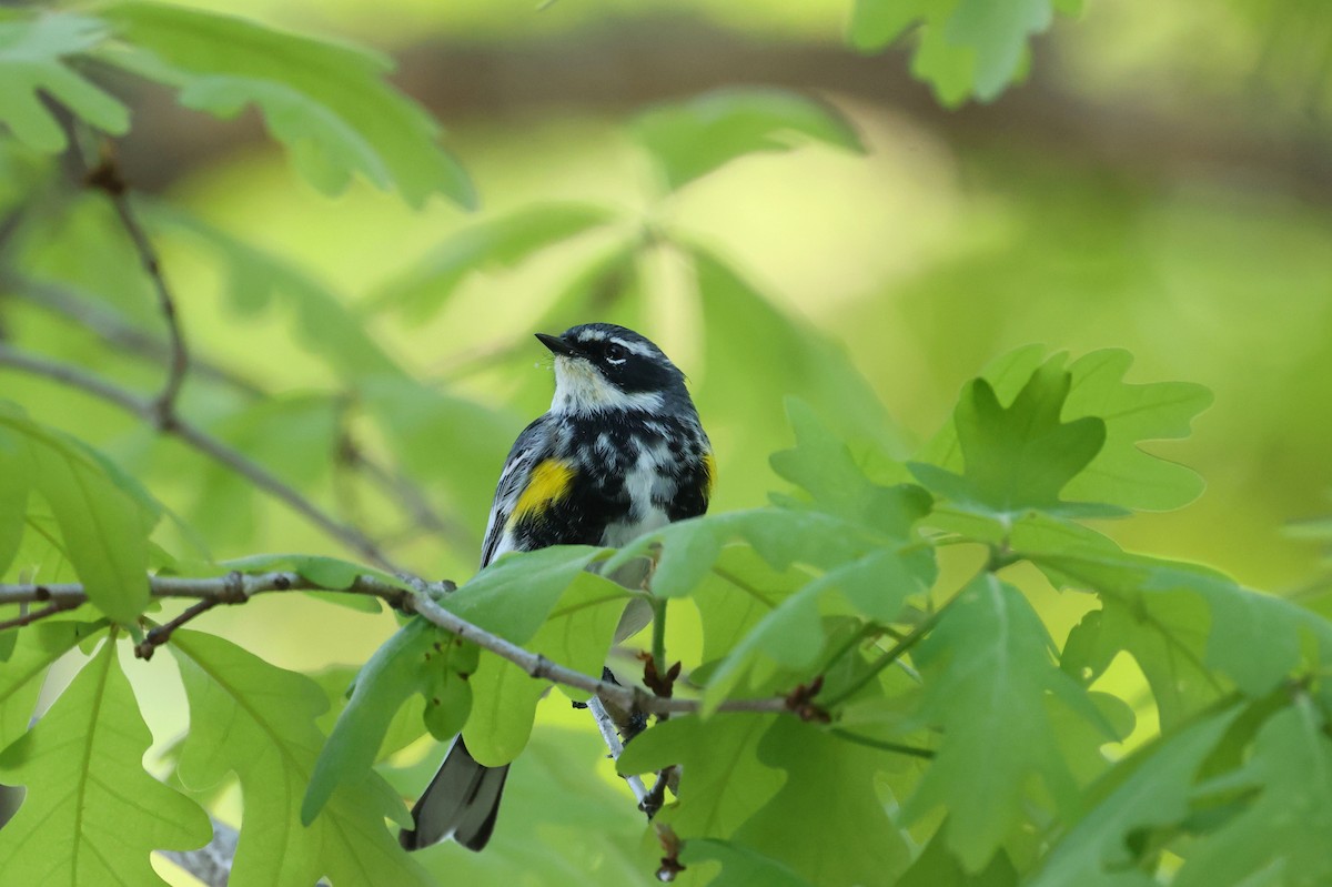 Пісняр-лісовик жовтогузий (підвид coronata) - ML655054124
