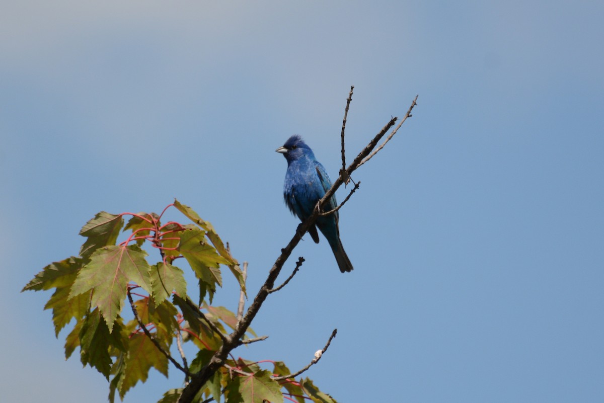 Indigo Bunting - Tom Frankel