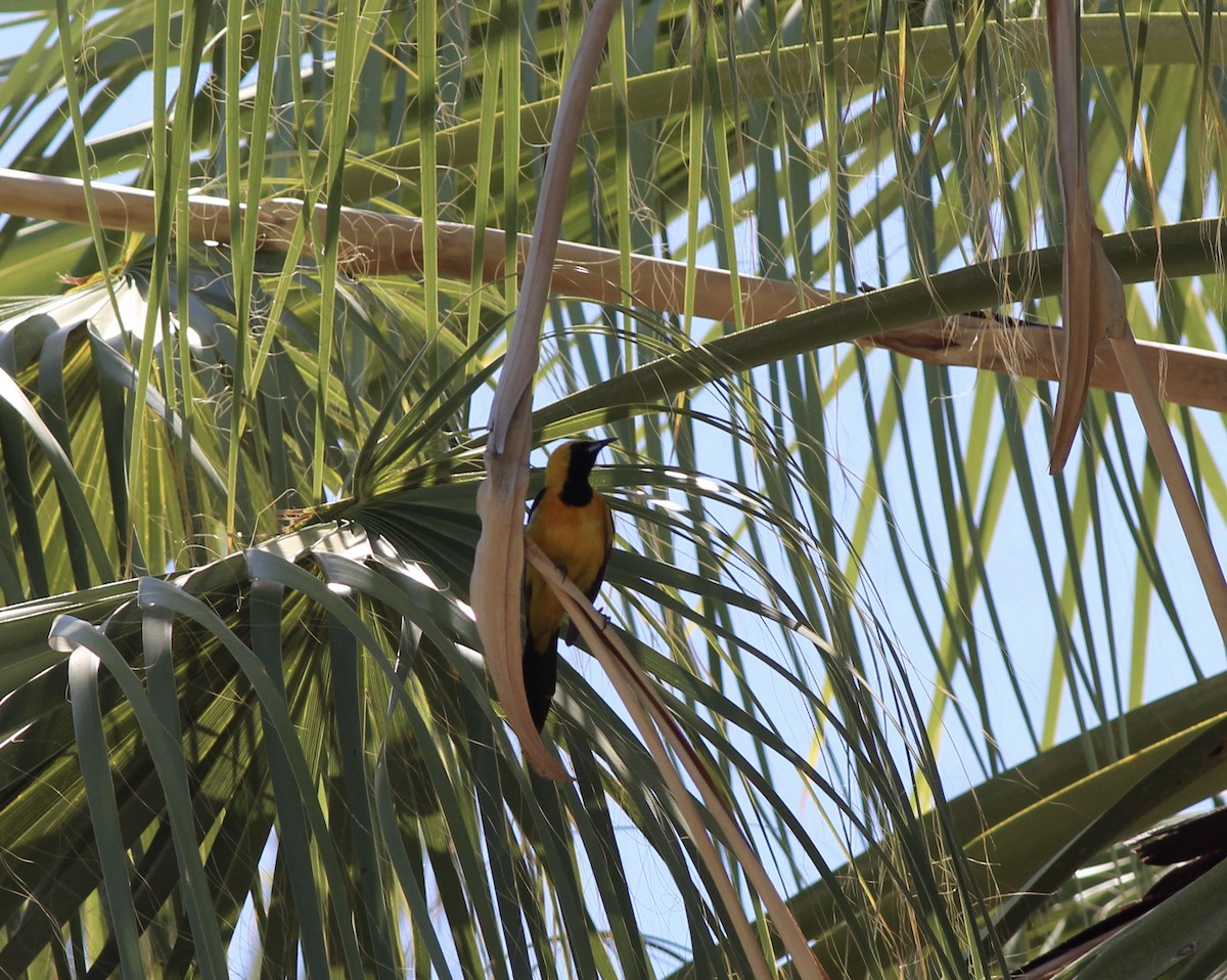 Hooded Oriole - ML655055375