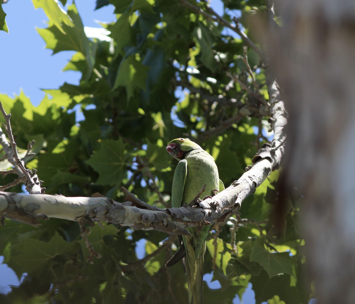 Rose-ringed Parakeet - ML655055511