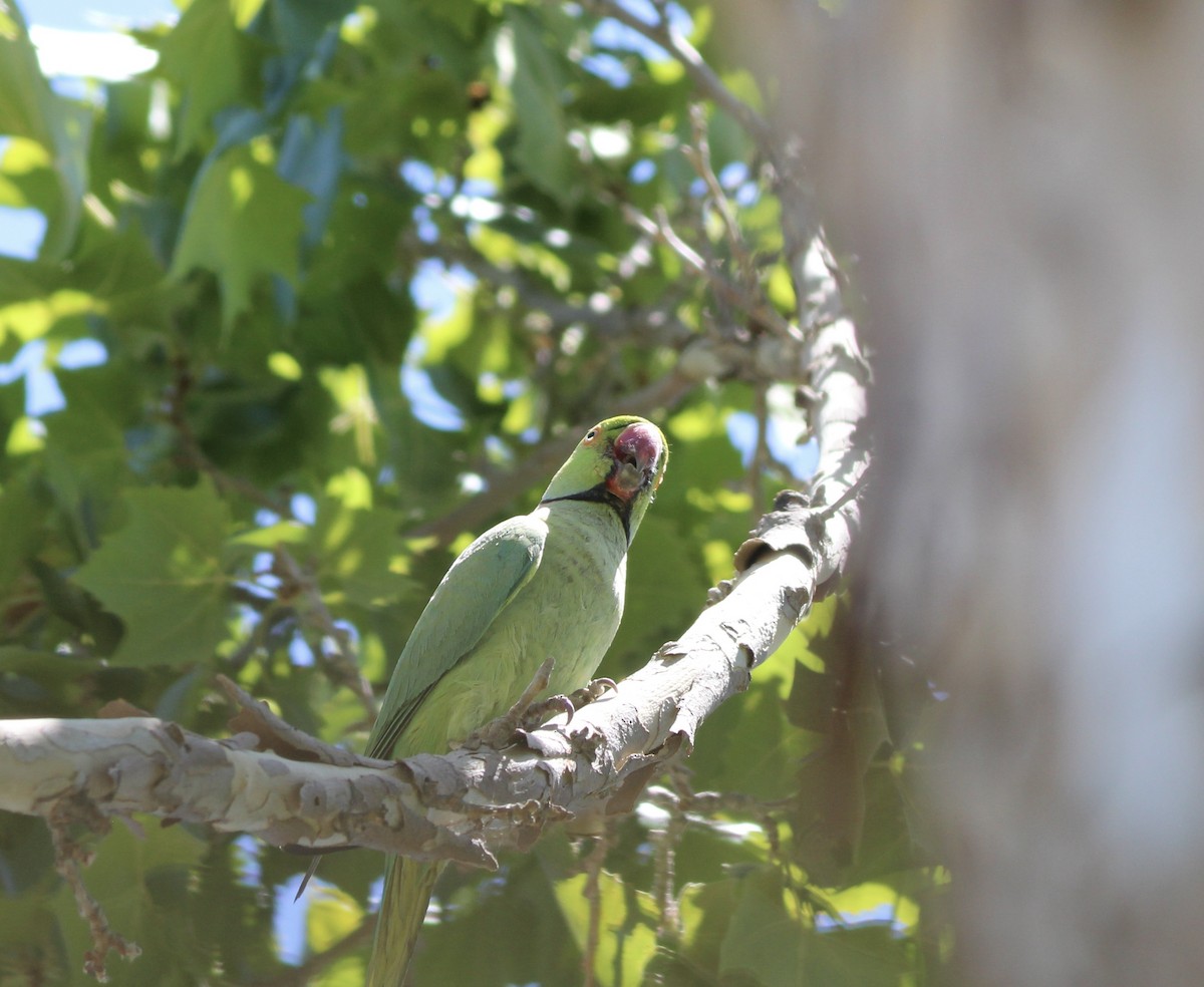 Rose-ringed Parakeet - ML655055574