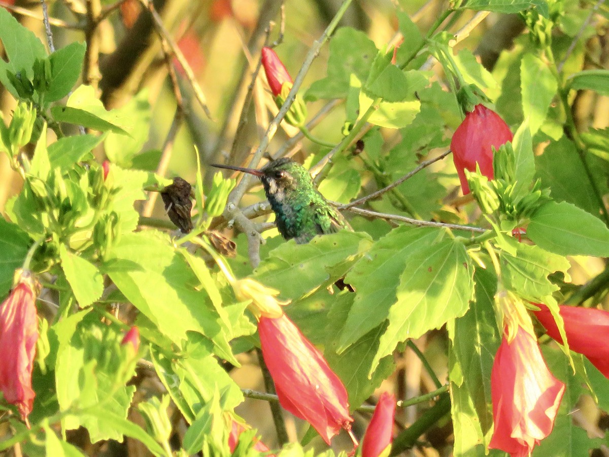 Esmeralda Ventridorada - ML655055648