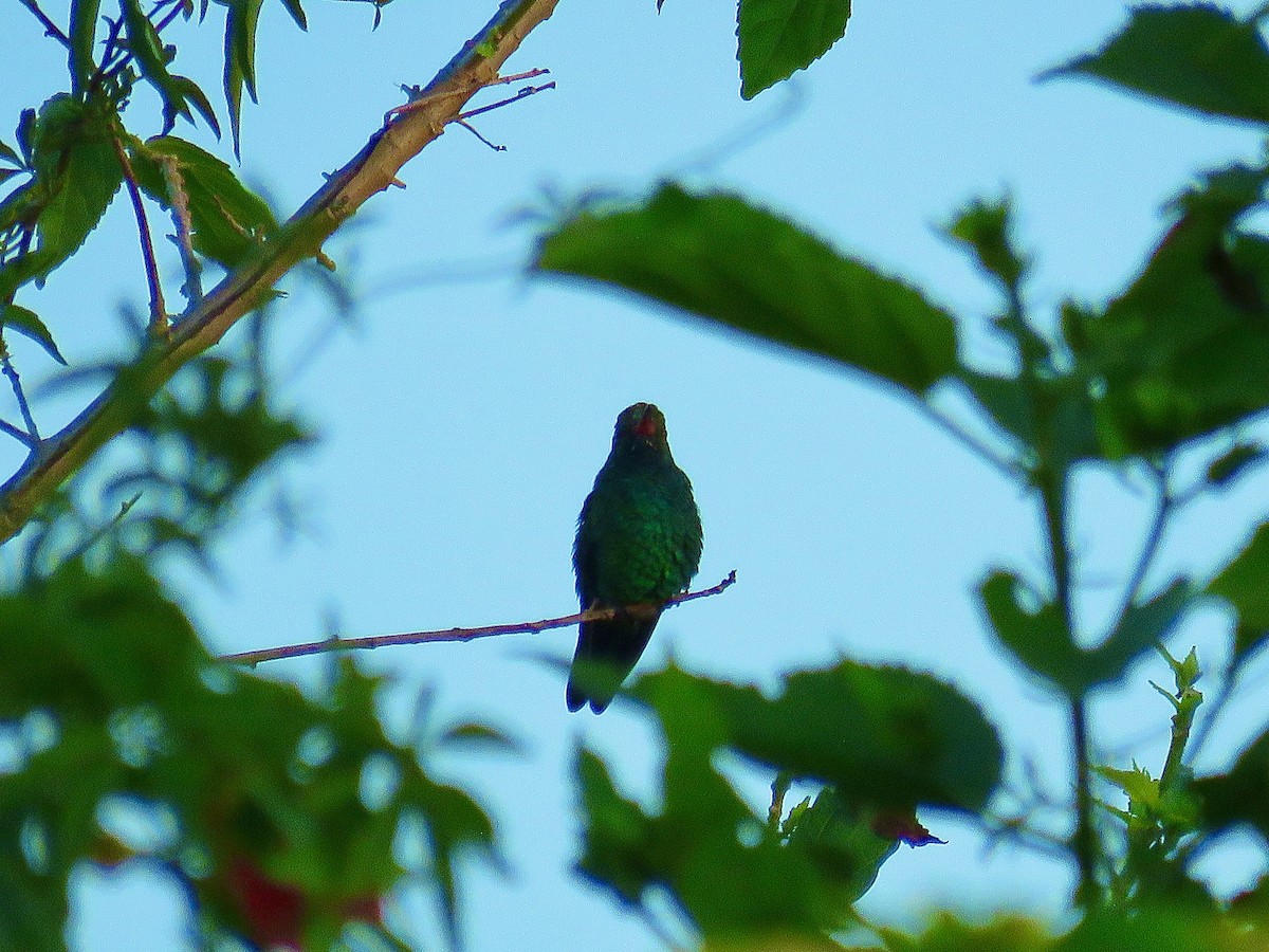 Esmeralda Ventridorada - ML655055649