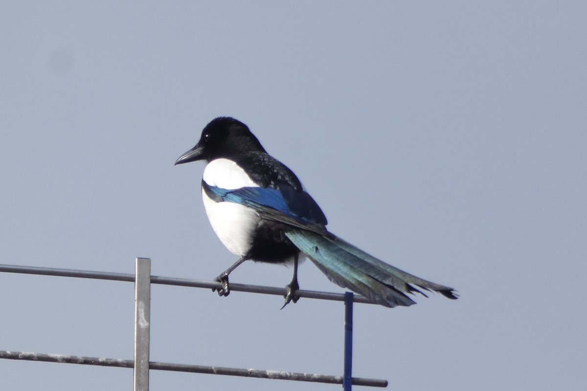 Urraca Común - ML655055650