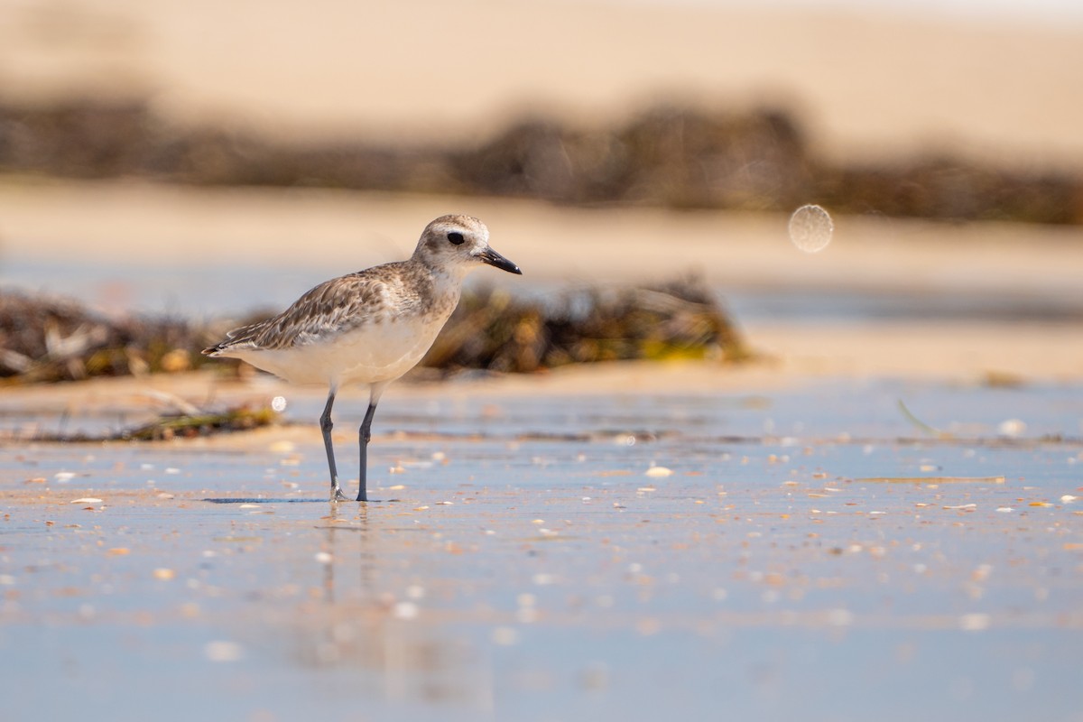 Chorlito Gris - ML655055653