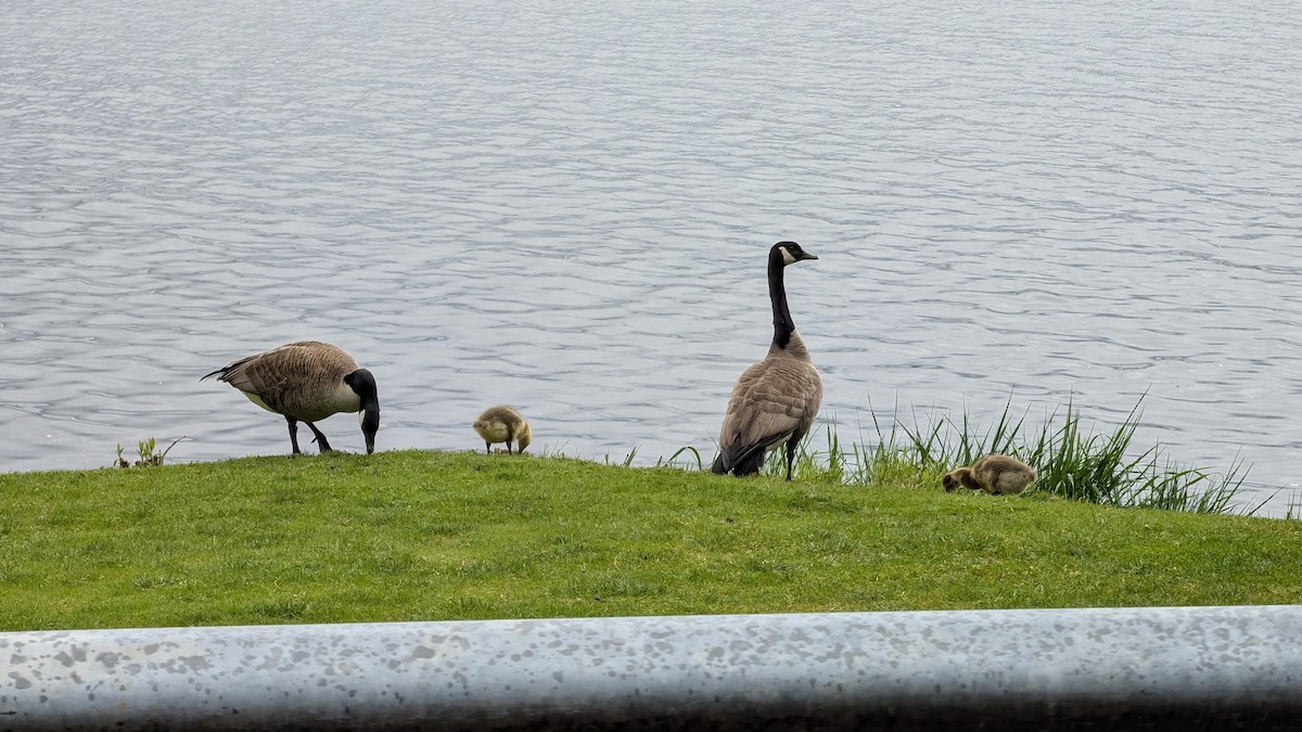 Barnacla Canadiense Grande - ML655055654