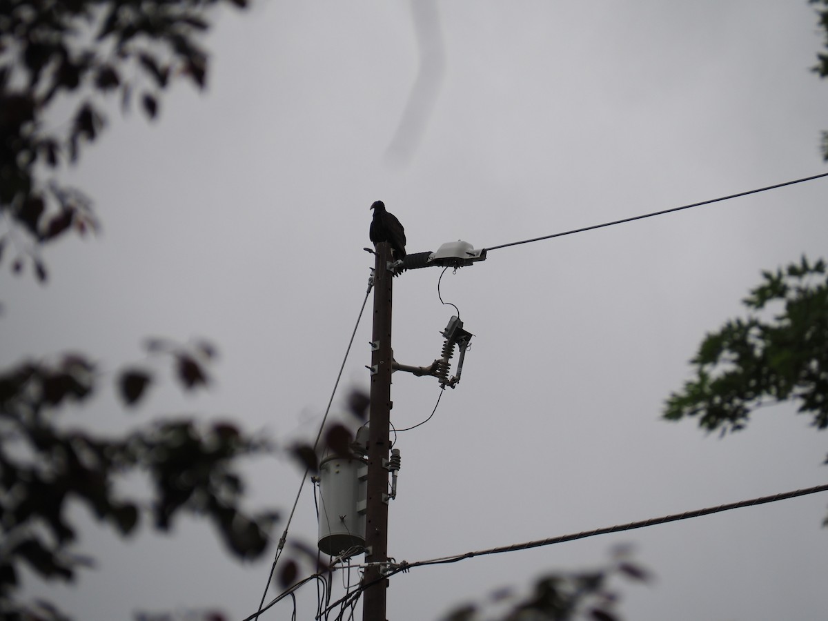 Aura Gallipavo - ML655055655