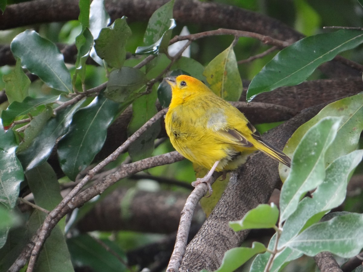 Chirigüe Azafranado - ML655055656