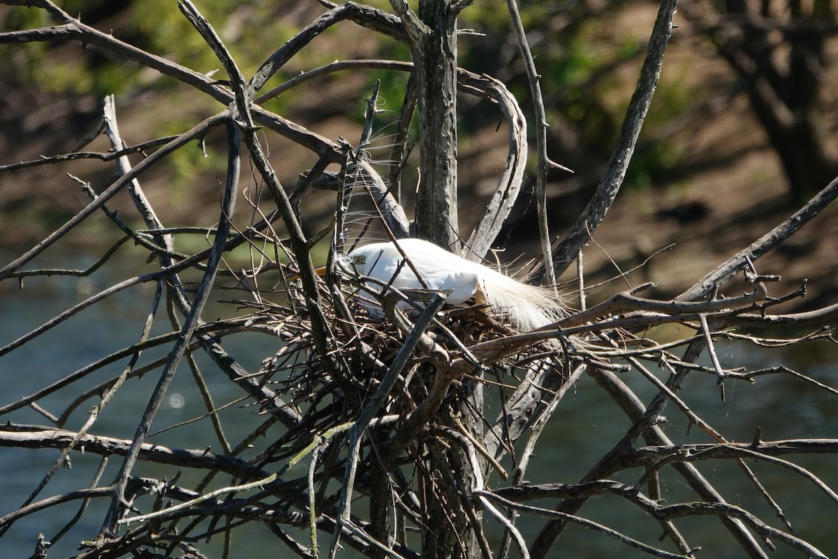 Garceta Grande - ML655055657