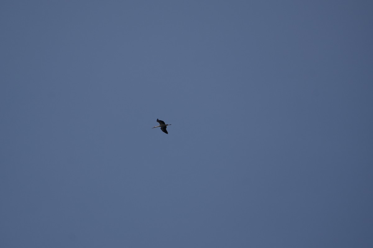 Cigüeña Blanca - ML655055658