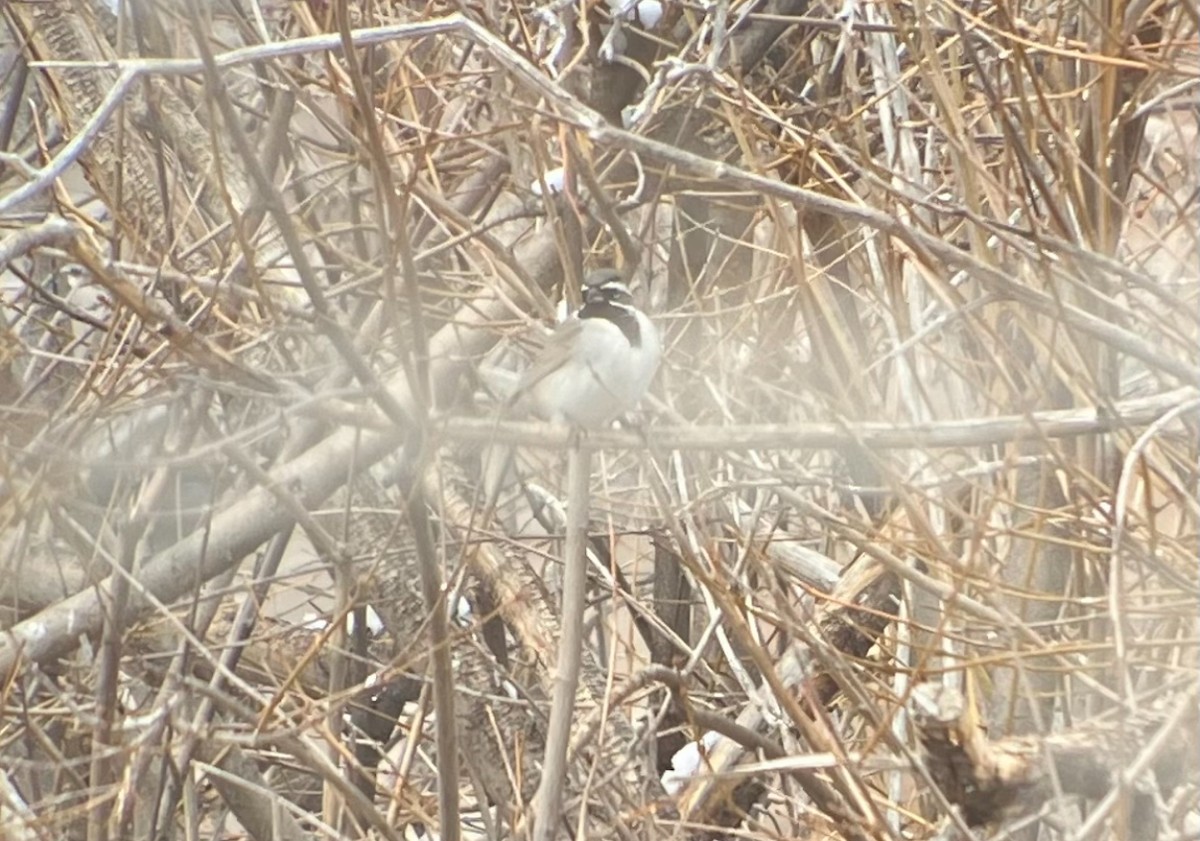 Chingolo Gorjinegro - ML655055665