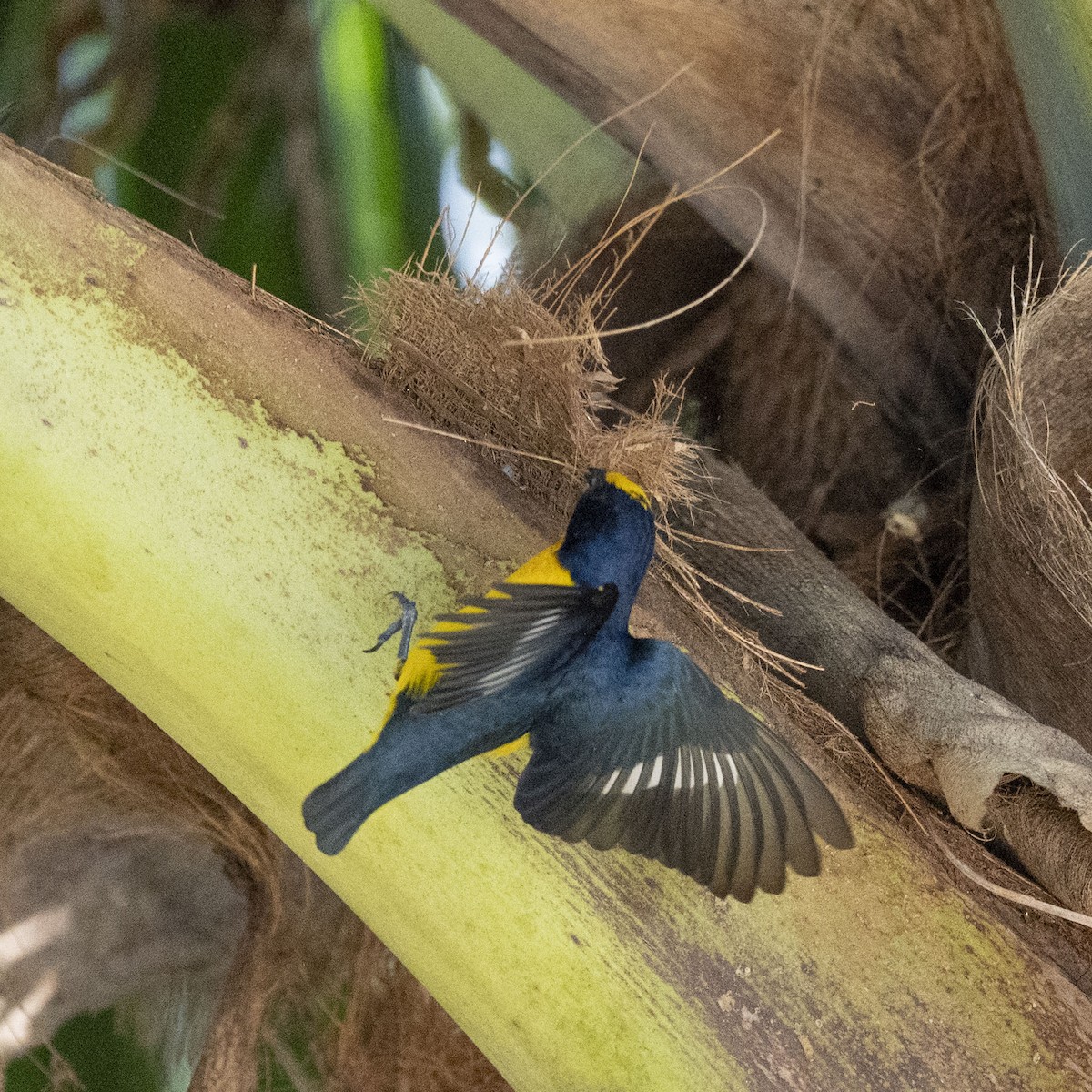 Eufonia Piquigruesa - ML655055666