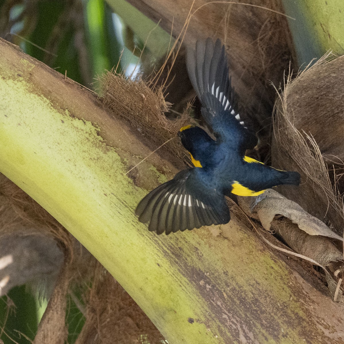 Eufonia Piquigruesa - ML655055667