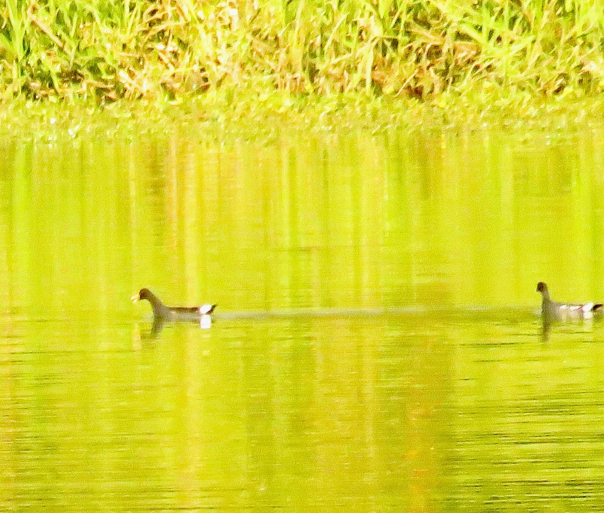 Gallineta Americana - ML655055668