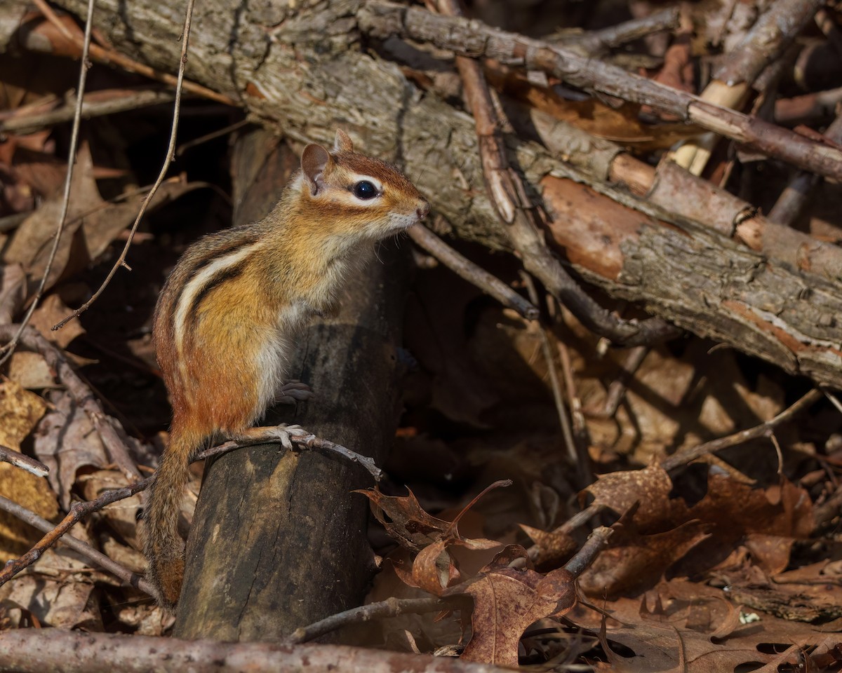 Ardilla Listada del Este Americano - ML655055670