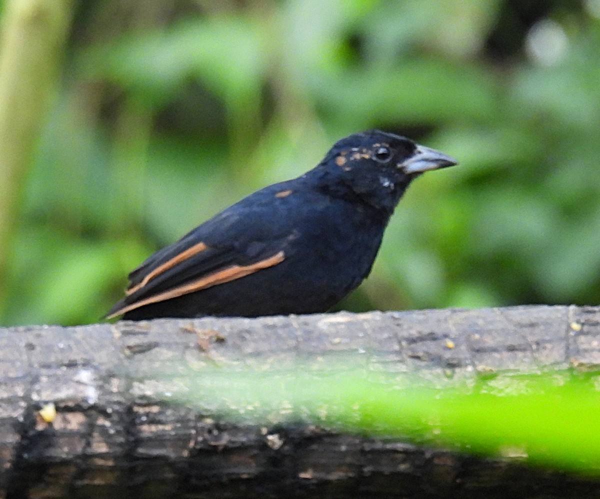 Tangara Negra - ML655055672