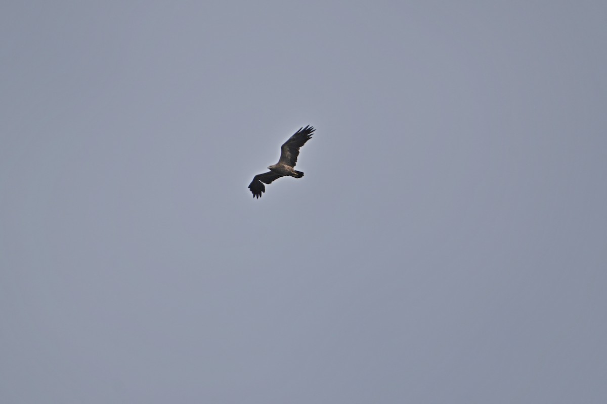 Águila Pomerana - ML655055674