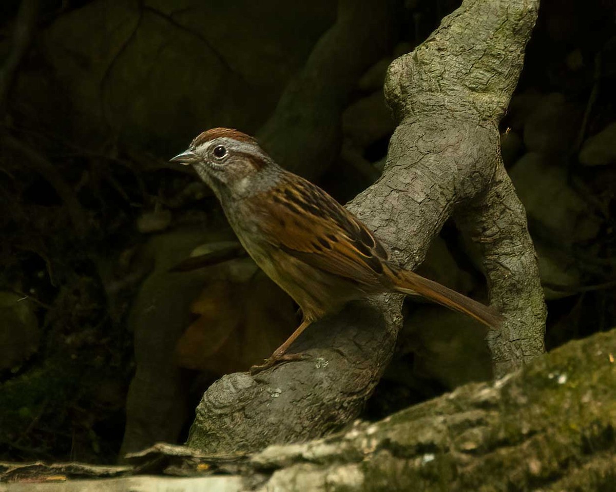 Chingolo Pantanero - ML655055675