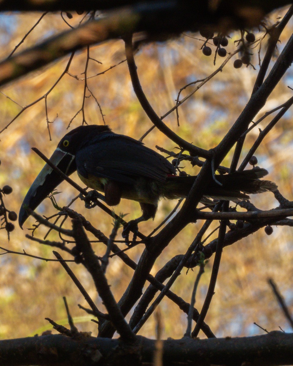 Arasarí Acollarado - ML655055677