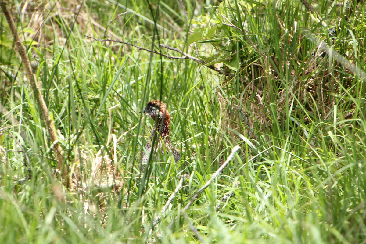 Francolín de Erckel - ML655055682