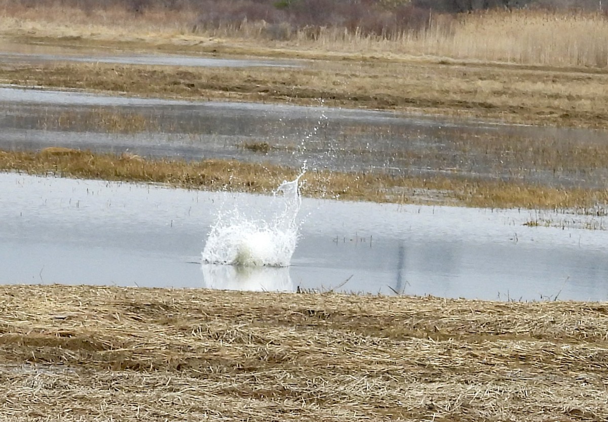 Águila Pescadora - ML655055684