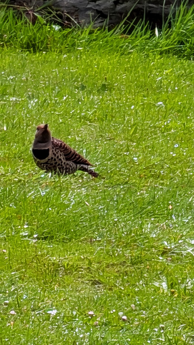 Carpintero Escapulario - ML655055689