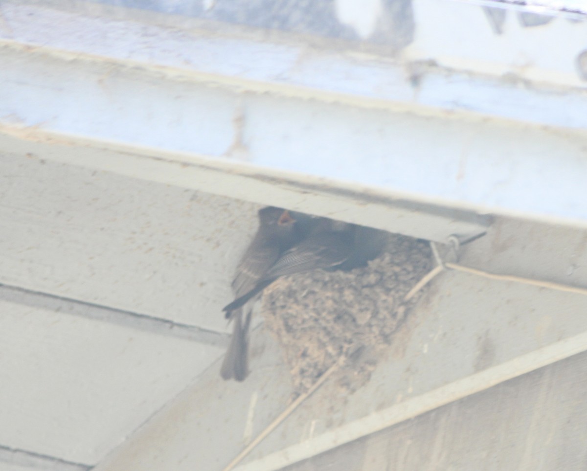 Mosquero Negro - ML655055692