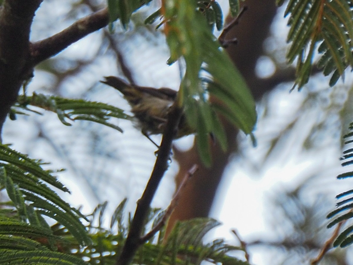 Platanero - ML655055693