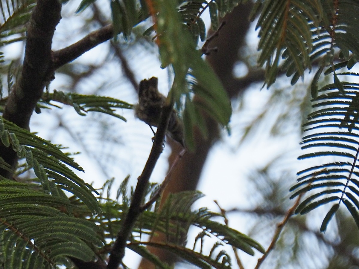 Platanero - ML655055694