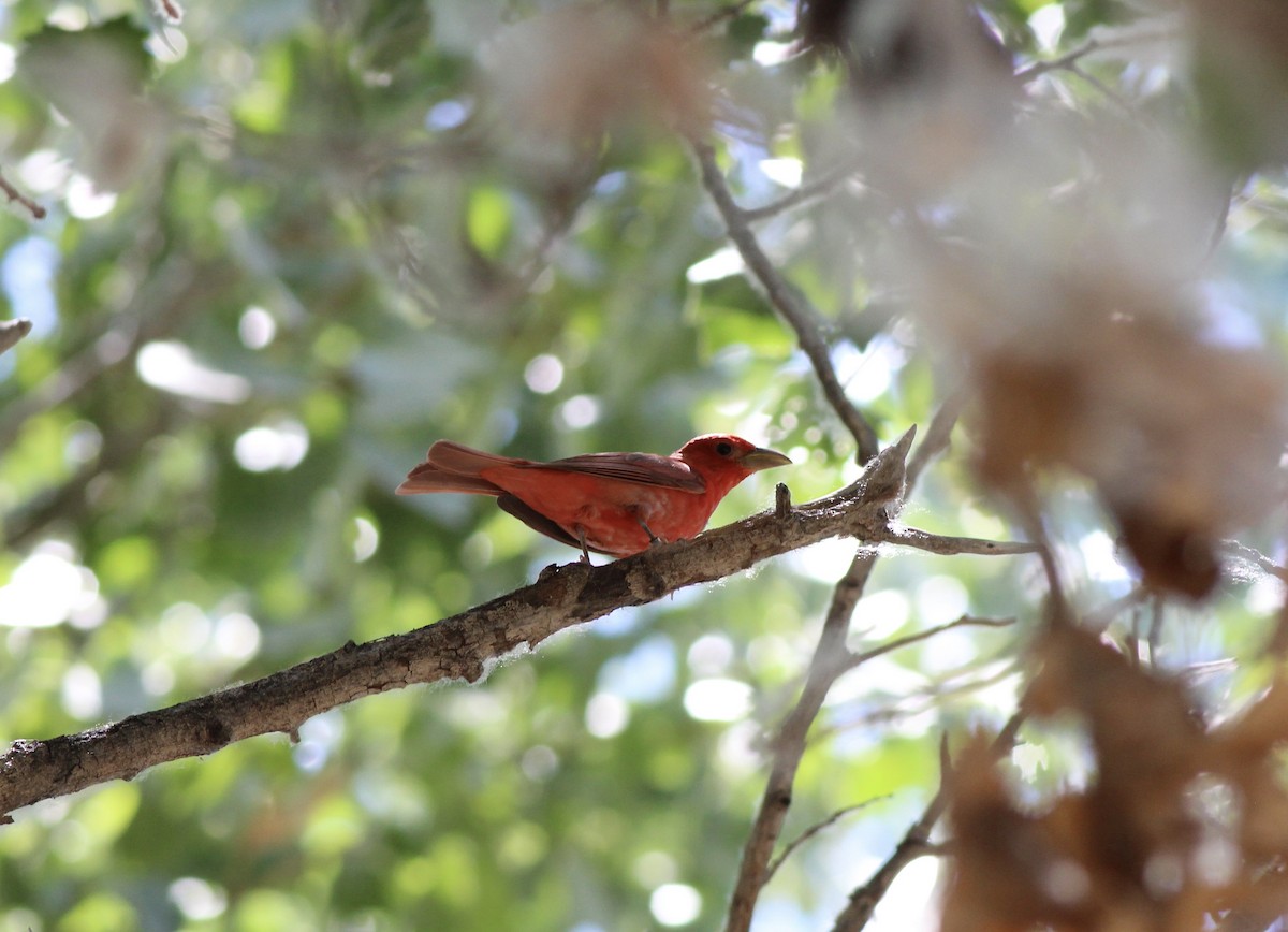 Summer Tanager - ML655055722