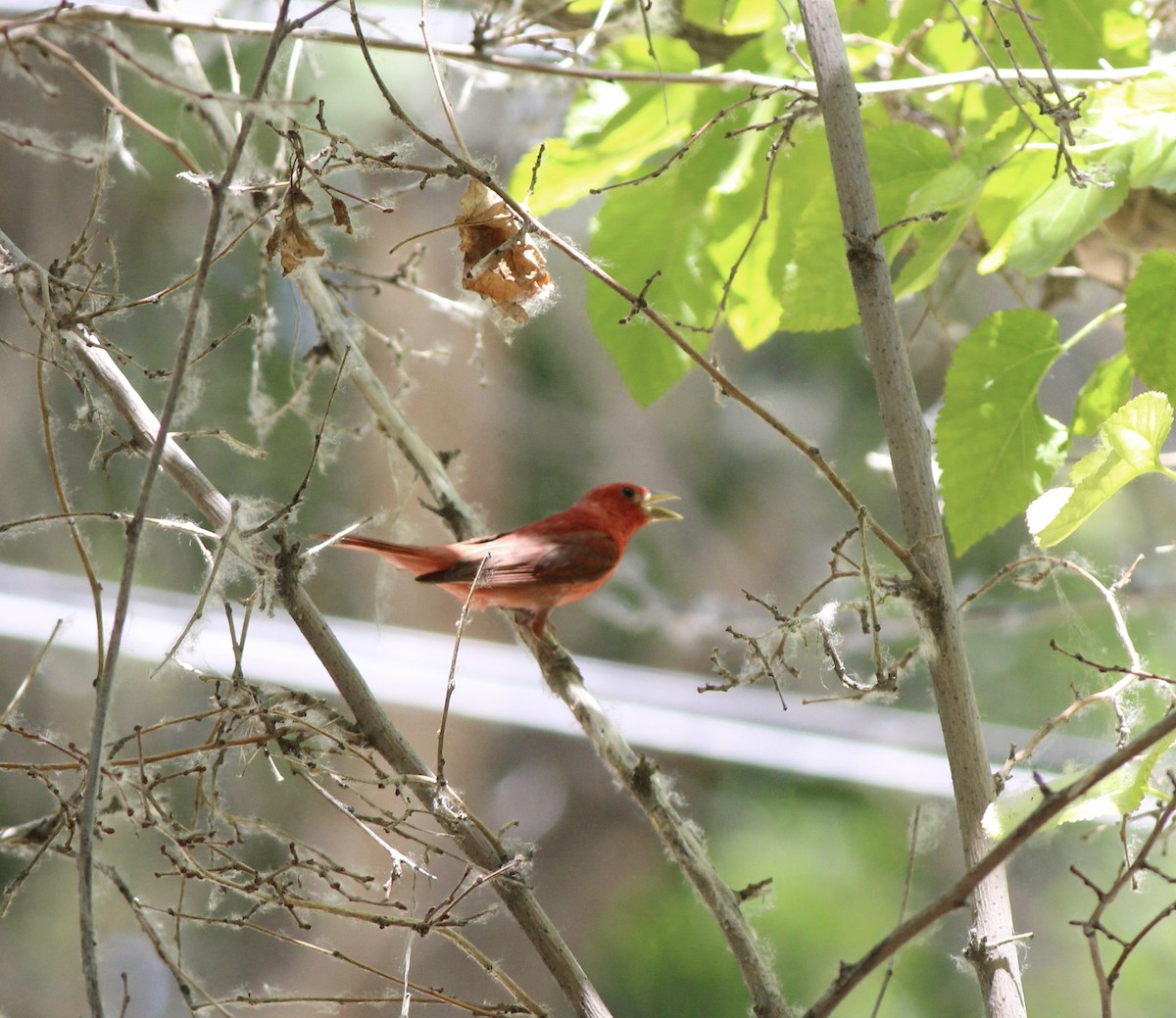 Summer Tanager - ML655055743