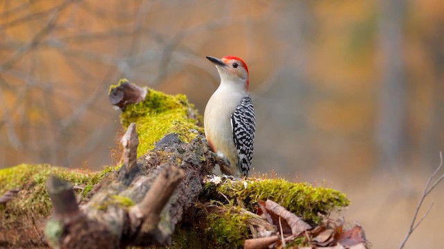 Red-bellied Woodpecker - ML655055783