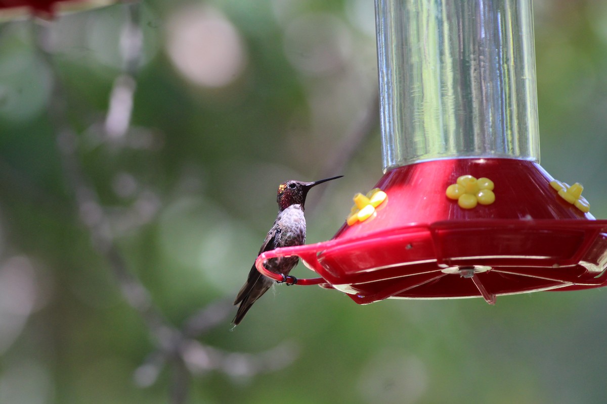 Anna's Hummingbird - ML655055795
