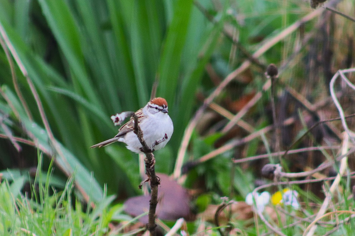 eBird Checklist - 15 Apr 2026 - Galesburg - 13 species
