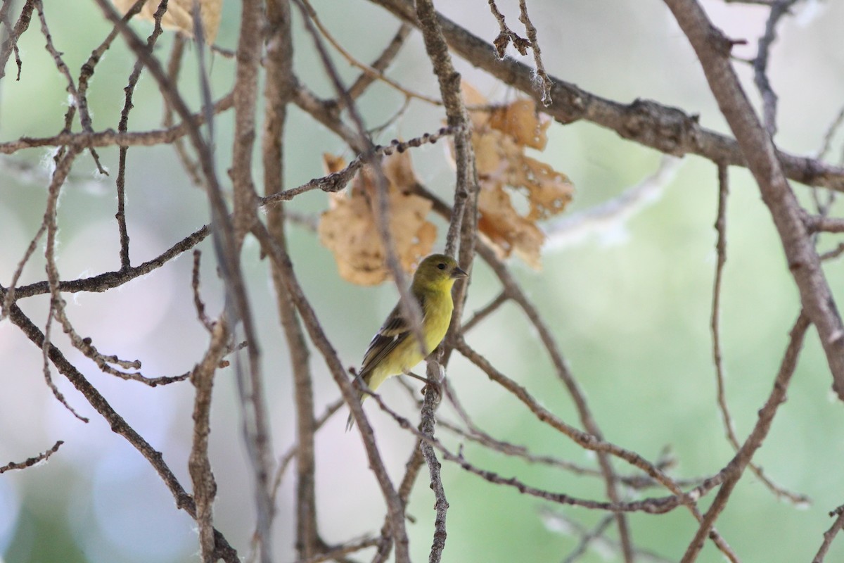 Lesser Goldfinch - ML655055824