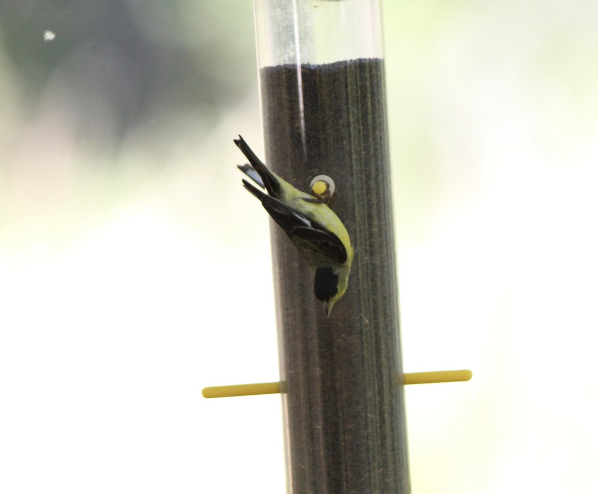 Lesser Goldfinch - ML655055841