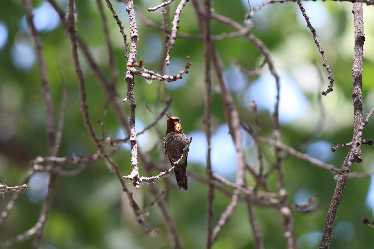 Anna's Hummingbird - ML655055866