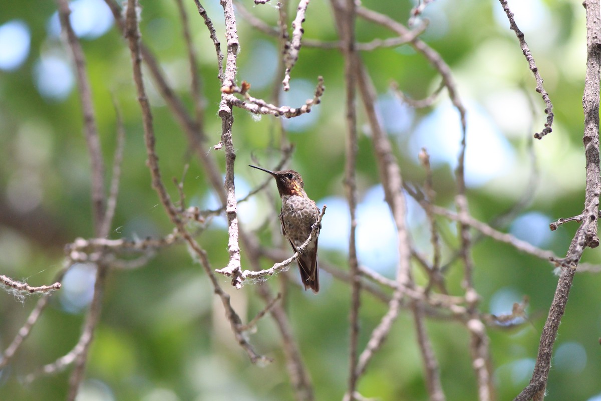 Anna's Hummingbird - ML655055867