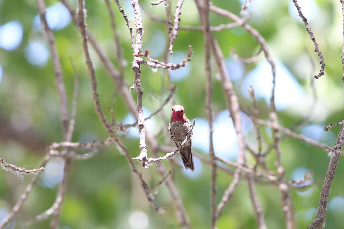 Anna's Hummingbird - ML655055886