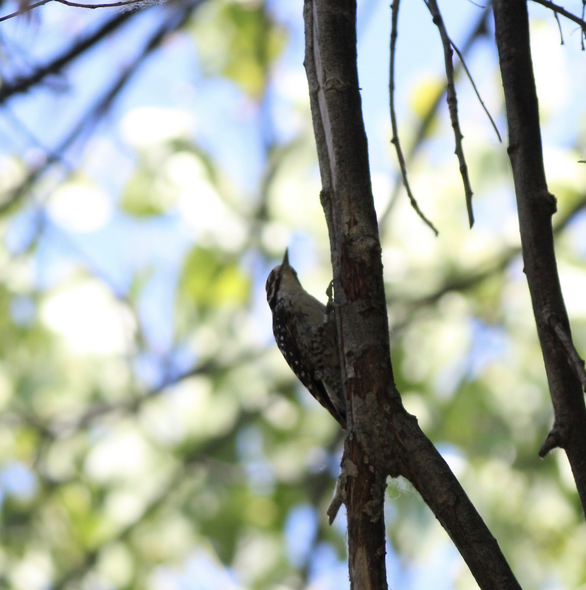 Nuttall's Woodpecker - ML655055915