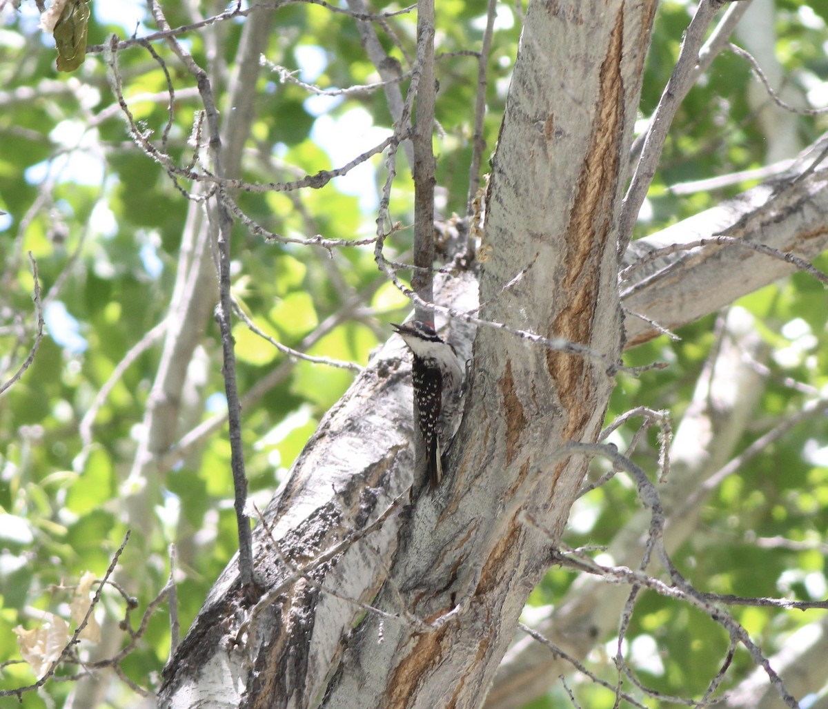 Nuttall's Woodpecker - ML655055952