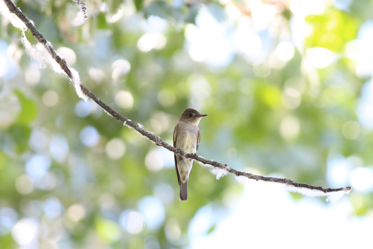Western Wood-Pewee - ML655055997
