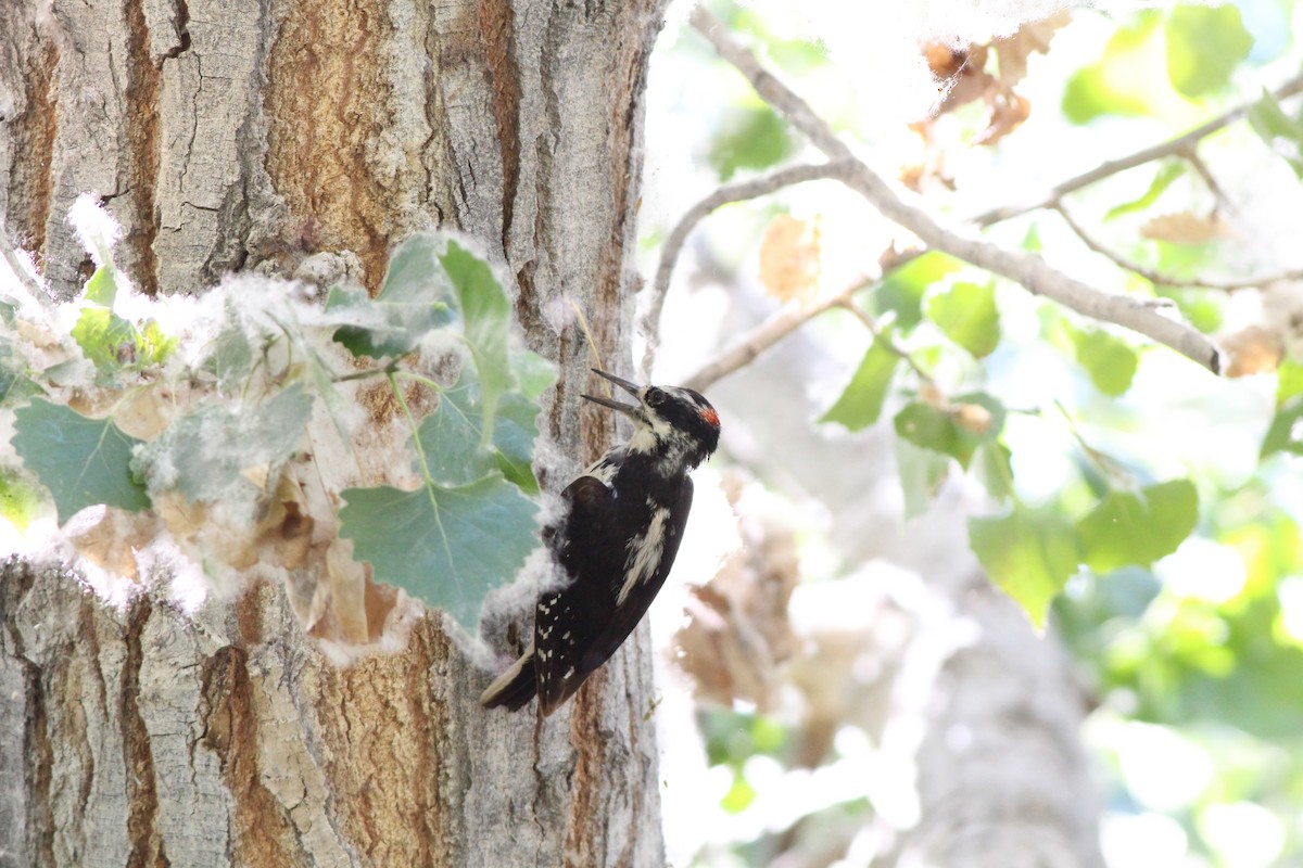 Hairy Woodpecker - ML655056105