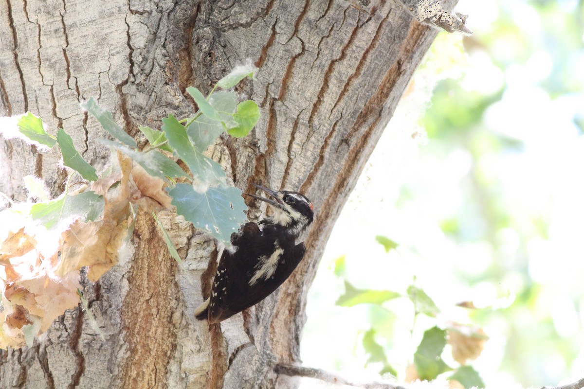 Hairy Woodpecker - ML655056122