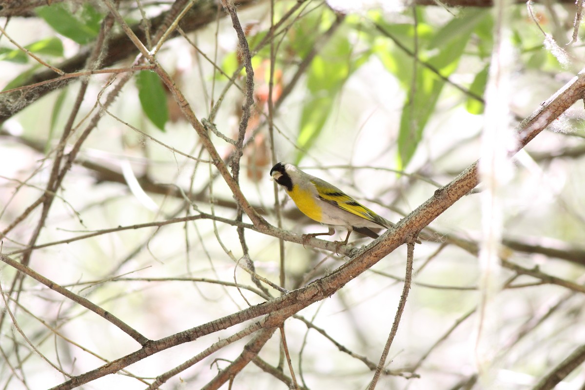Lawrence's Goldfinch - ML655056172