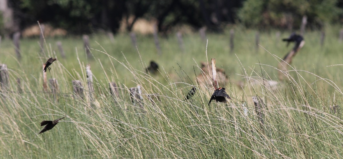 Tricolored Blackbird - ML655056210