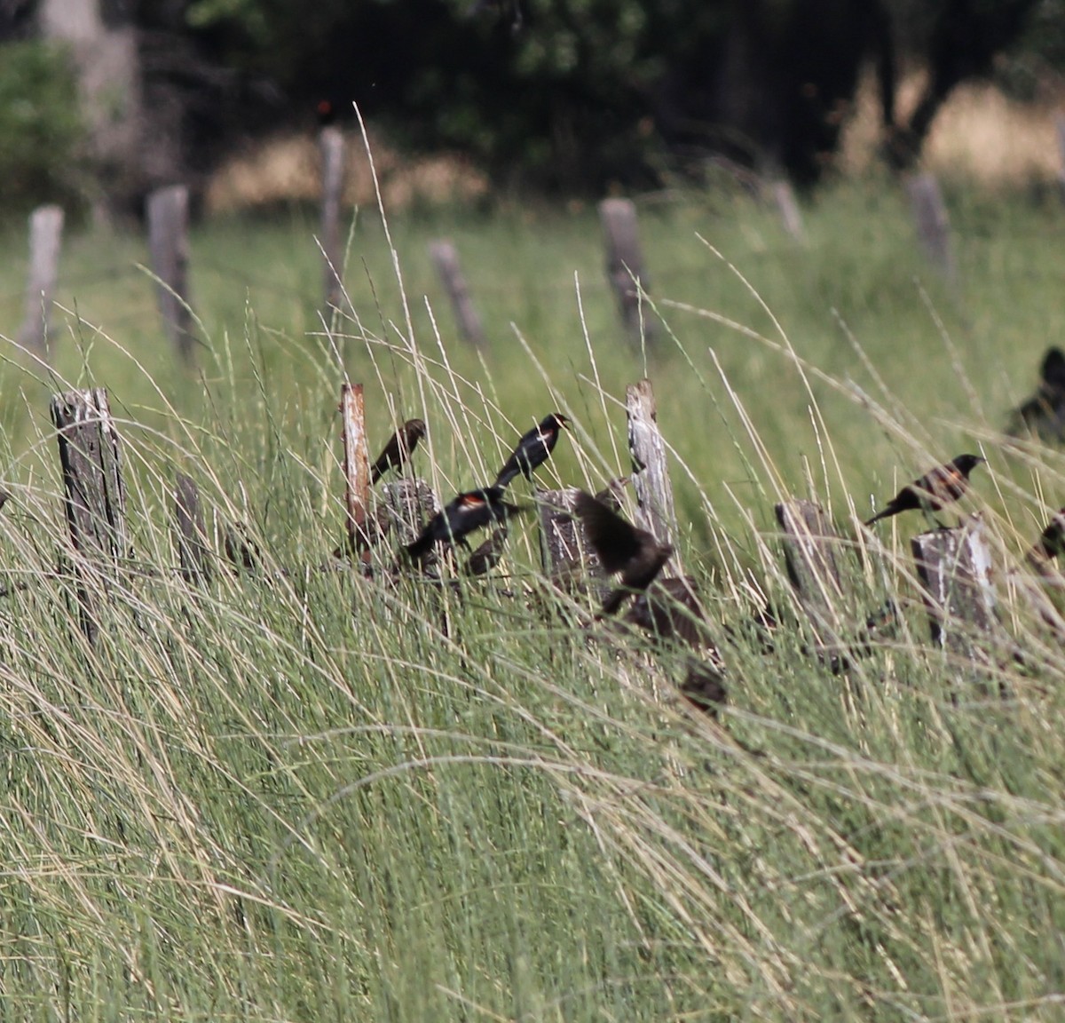 Tricolored Blackbird - ML655056226