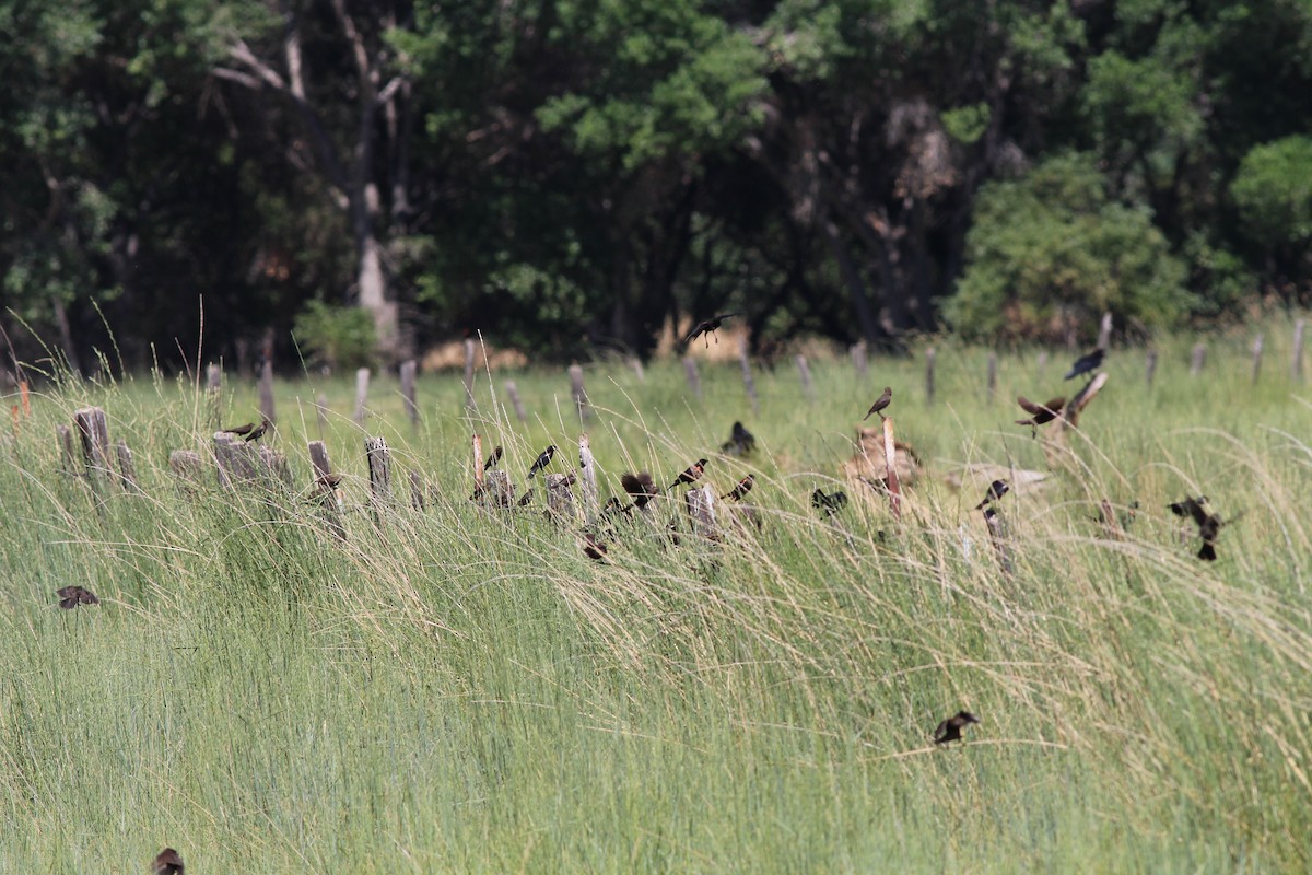 Tricolored Blackbird - ML655056228