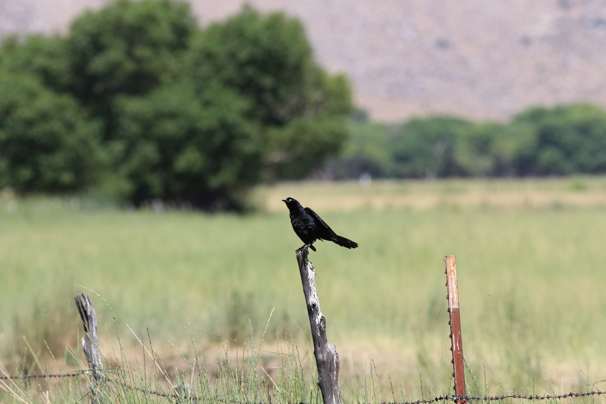 Great-tailed Grackle - ML655056241