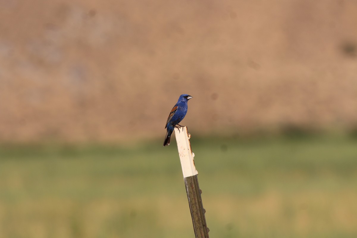 Blue Grosbeak - ML655056291